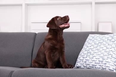 Photo of Cute chocolate Labrador Retriever puppy on sofa at home. Lovely pet