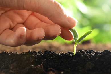 Woman touching young vegetable seedling outdoors, closeup