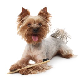Photo of Cute Yorkshire Terrier with toothbrush on white background