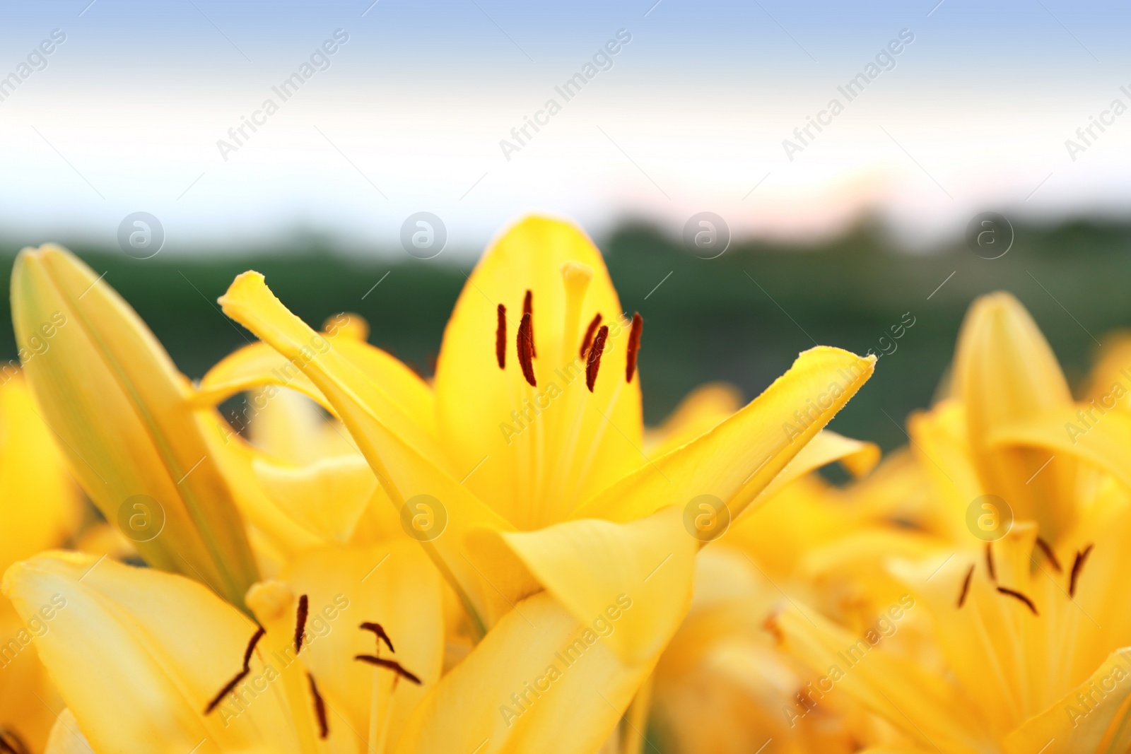 Photo of Beautiful bright yellow lilies growing at flower field, closeup