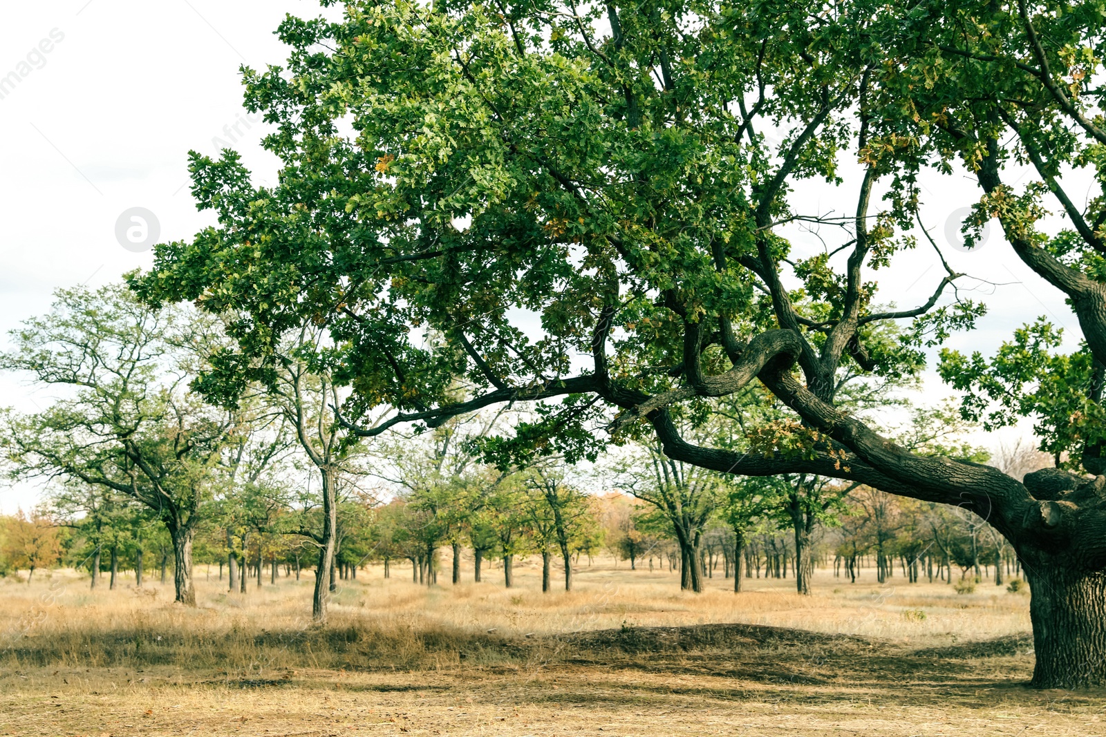 Photo of Beautiful oak with large twisted branches outdoors. Fantasy forest