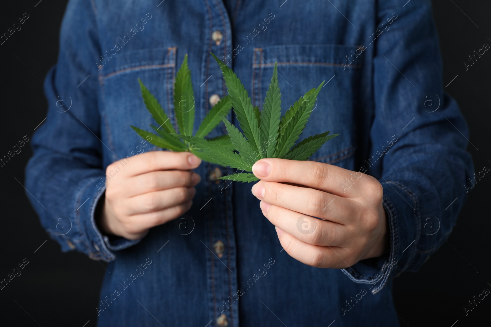 Photo of Woman holding hemp leaves on black background, closeup