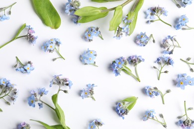 Photo of Beautiful forget-me-not flowers on white background, flat lay