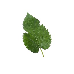 Photo of One green leaf of mulberry tree on white background