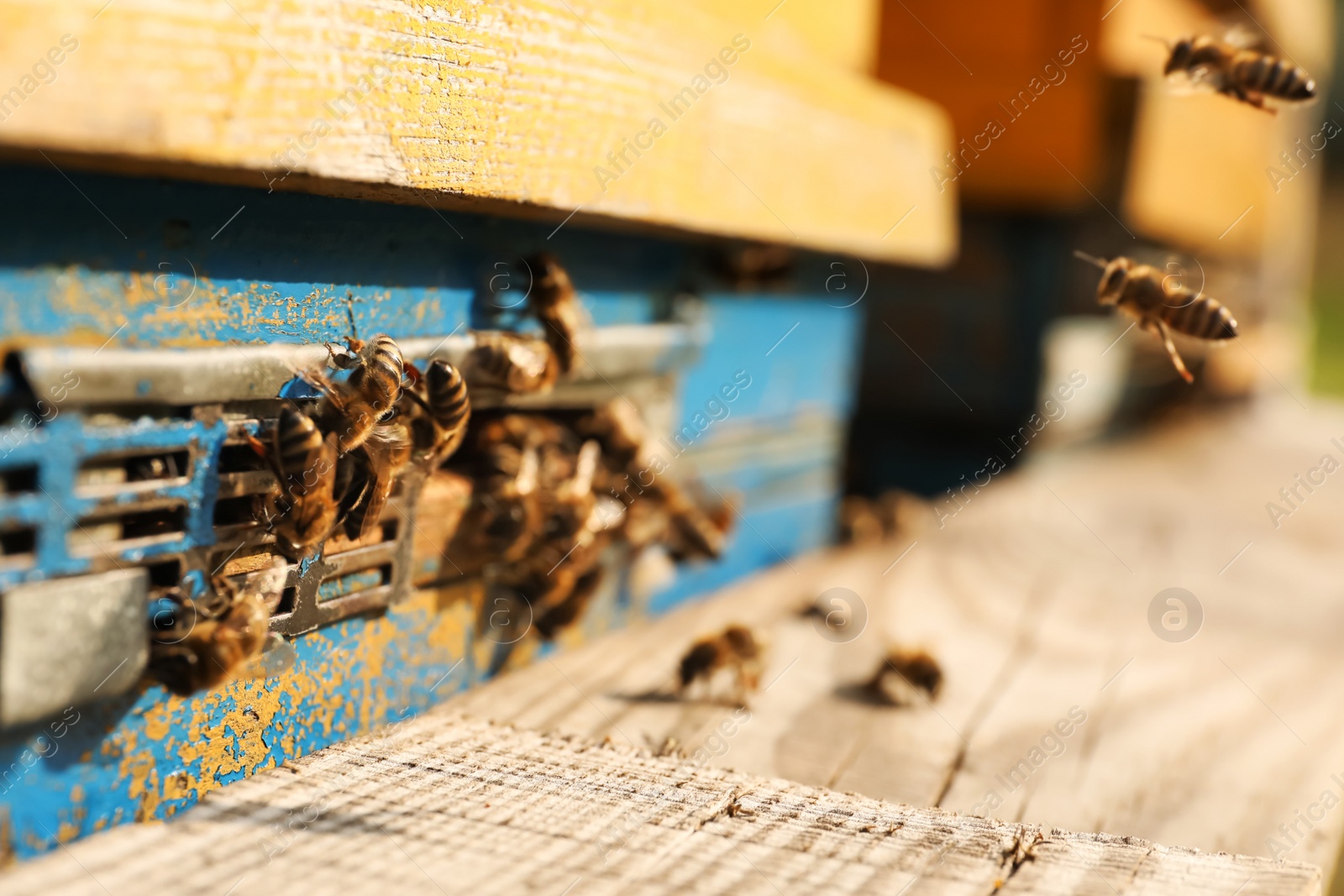 Photo of Closeup view of wooden hive with honey bees on sunny day