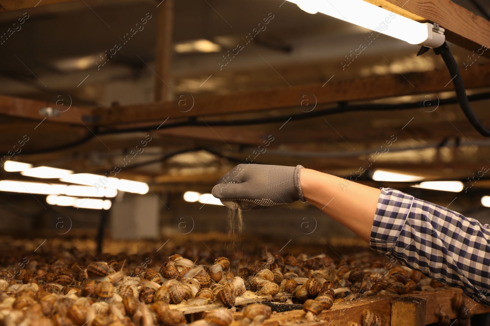 Photo of Worker feeding snails on farm, closeup. Space for text