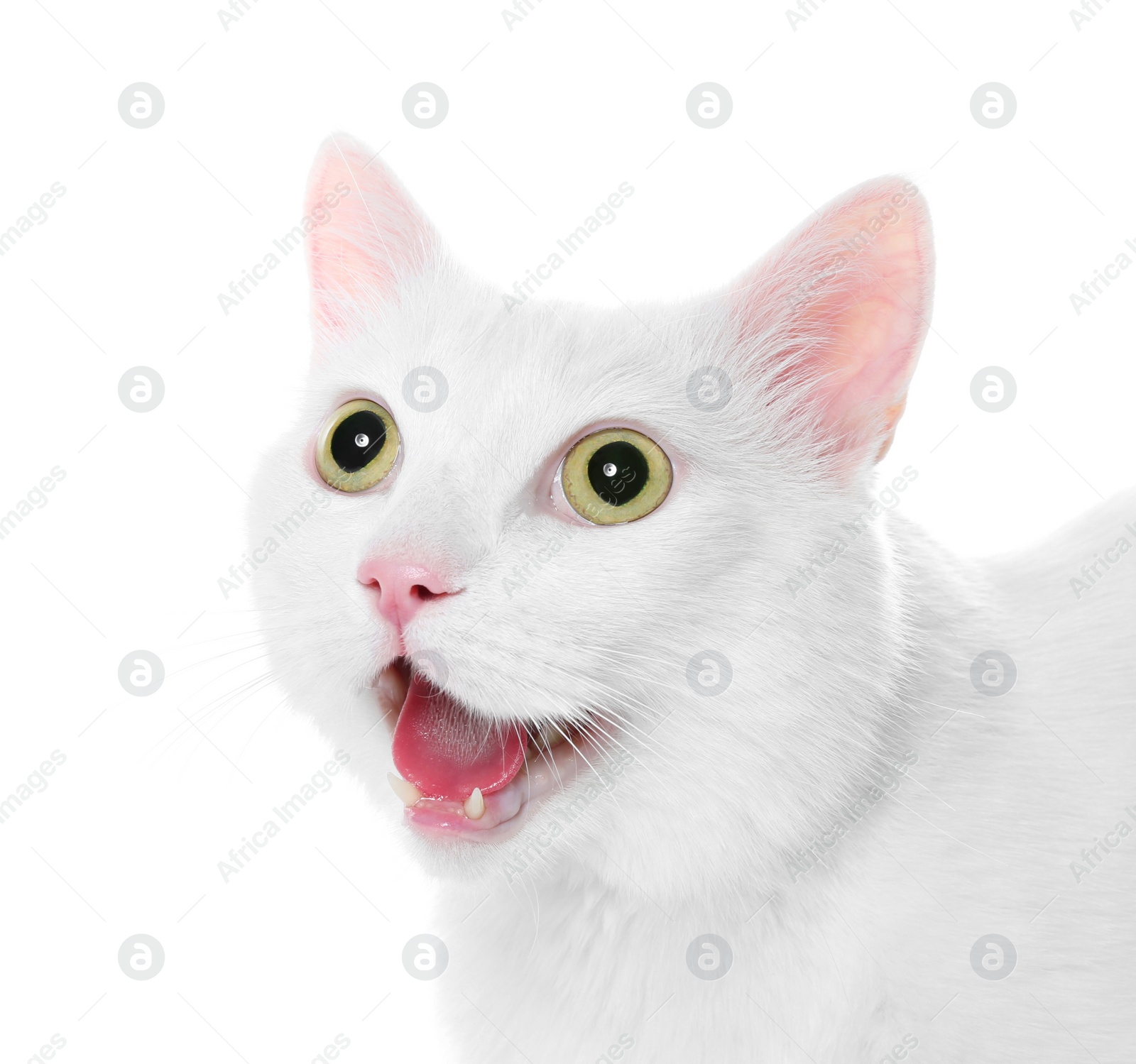 Photo of Cute cat on white background. Fluffy pet