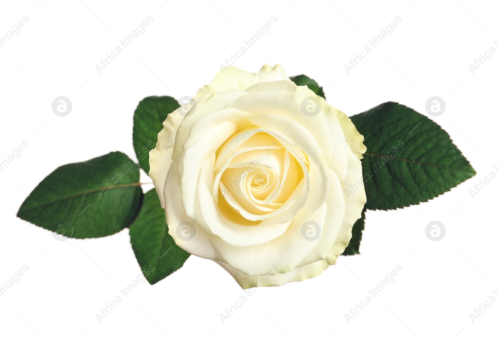 Photo of Beautiful blooming rose on white background, top view