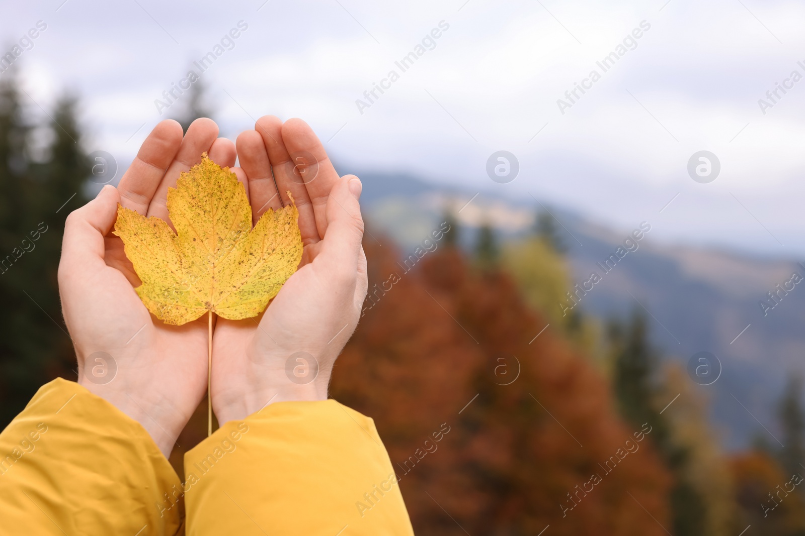 Photo of Woman holding beautiful autumn leaf in mountains, closeup. Space for text