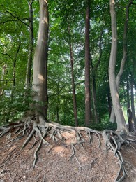 Photo of Tree roots visible through ground in forest