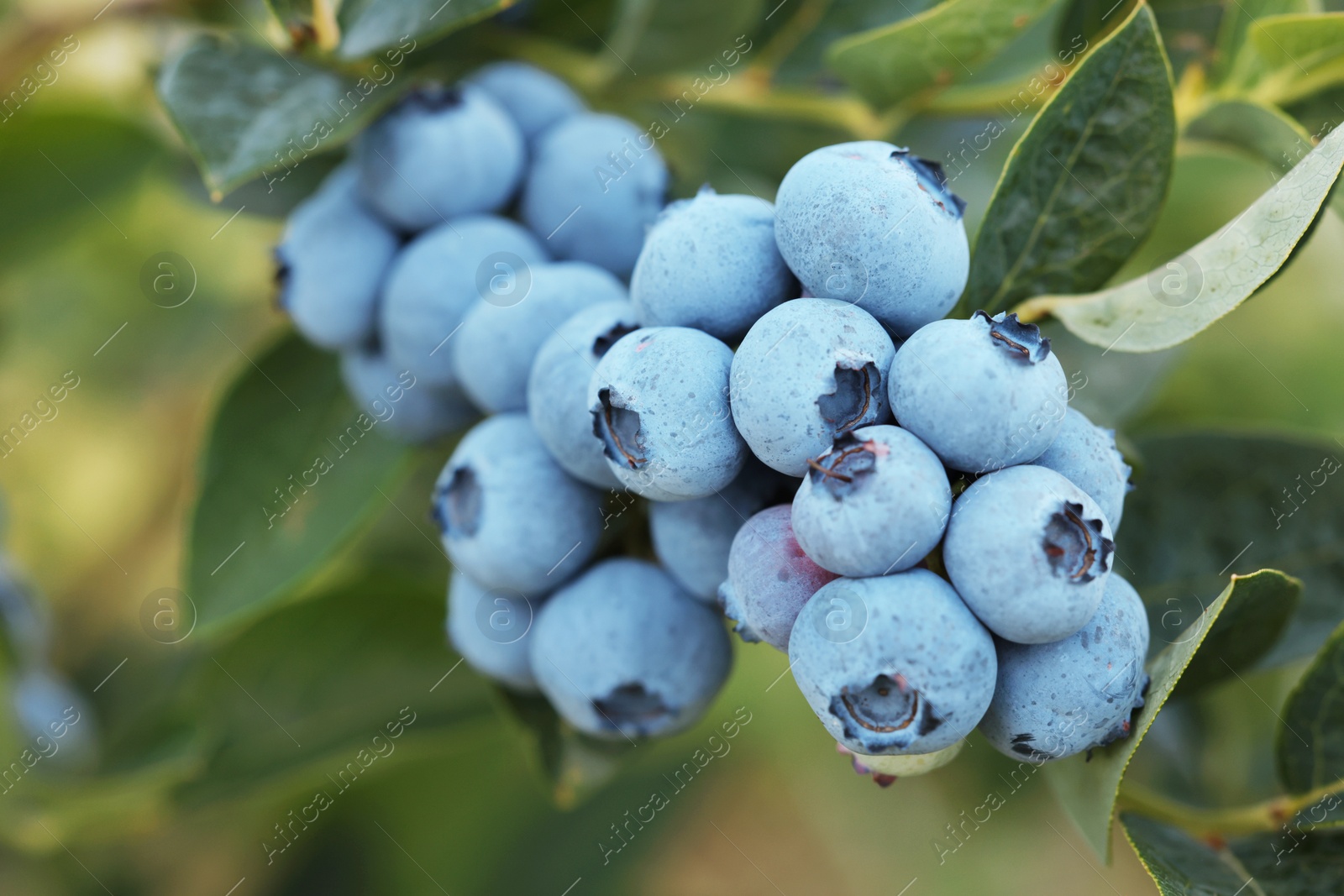 Photo of Ripe wild blueberries growing outdoors, closeup. Seasonal berries