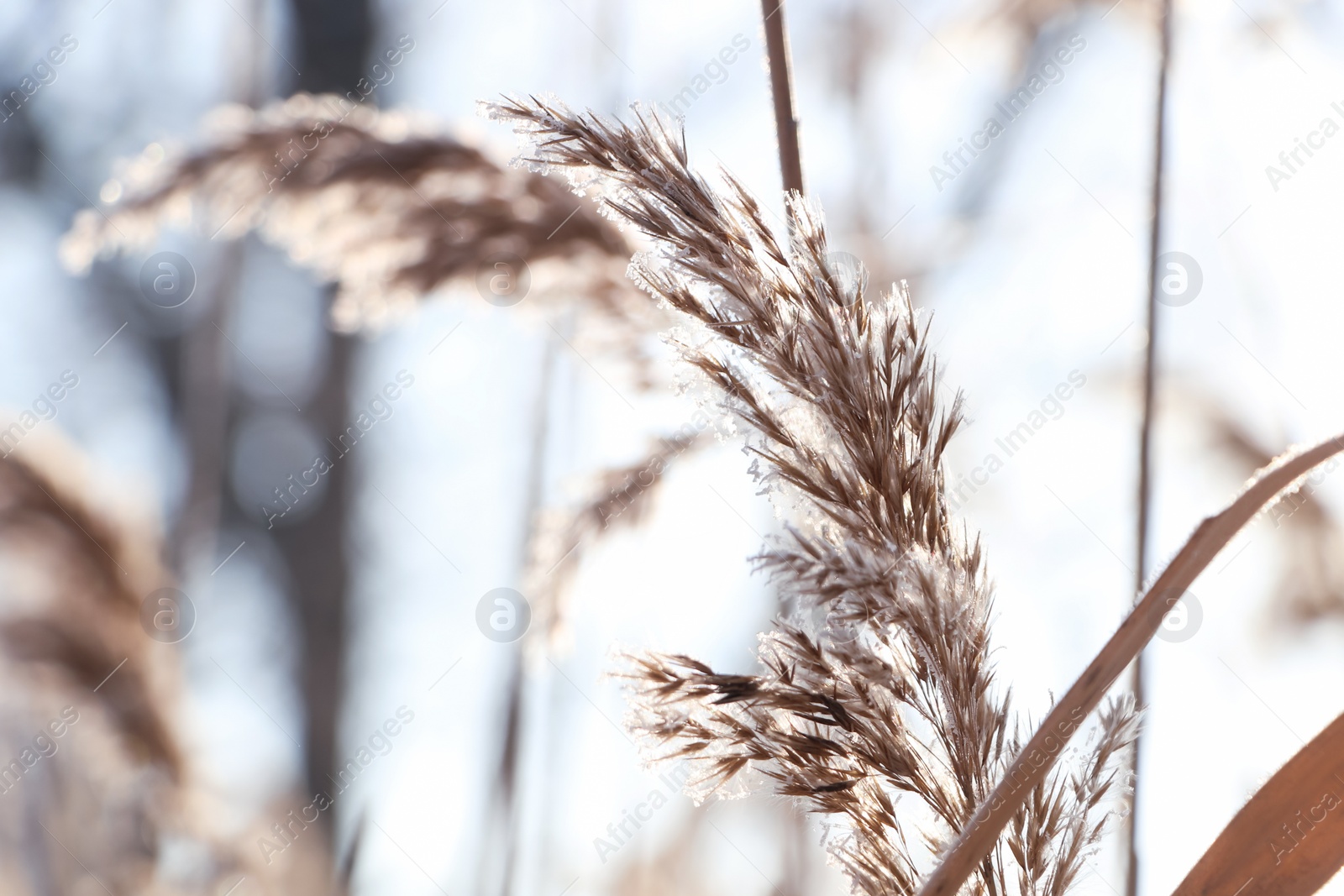 Photo of Dry plant covered with hoarfrost outdoors on winter morning, closeup. Space for text