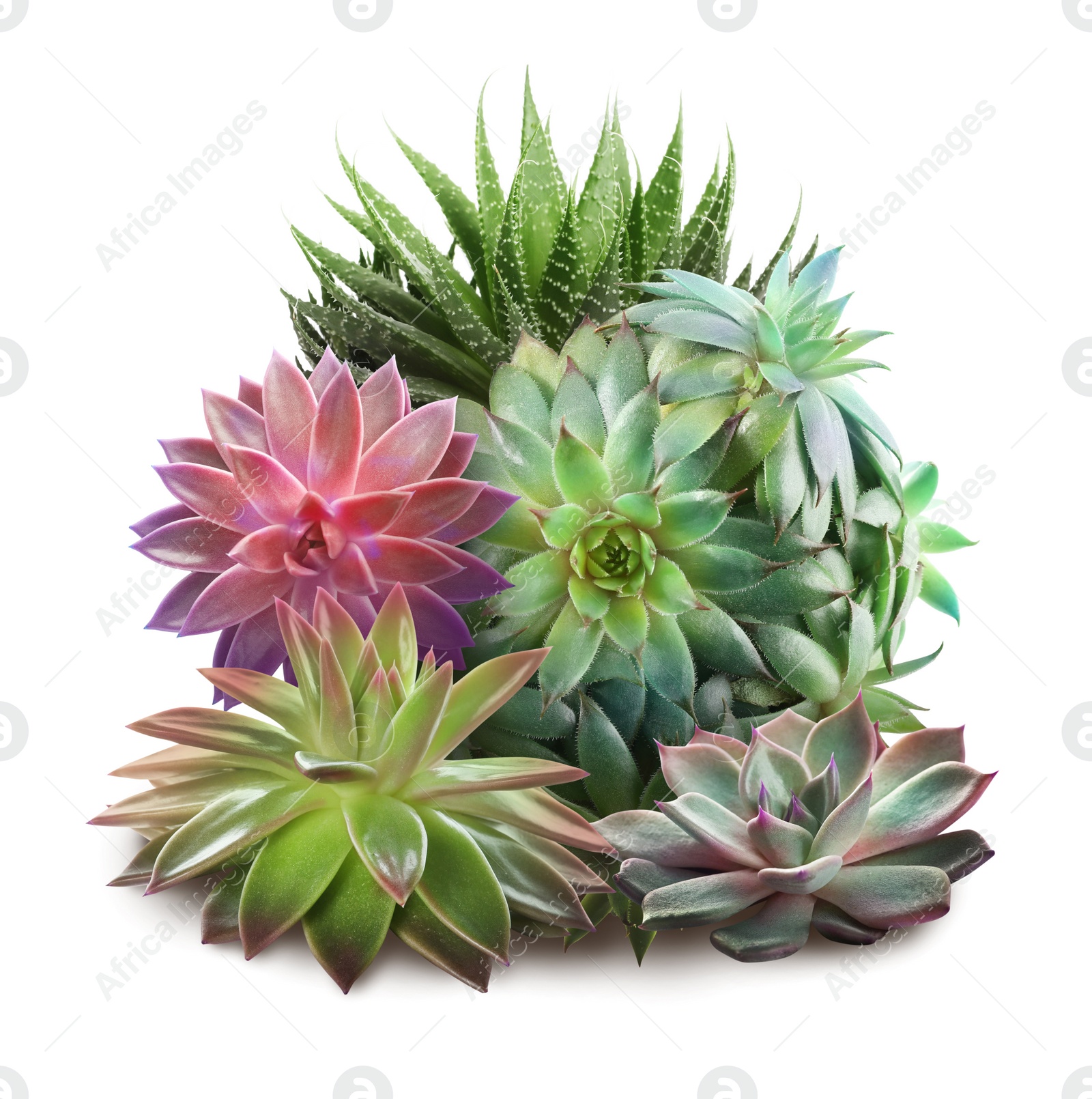 Image of Collection of different beautiful succulents on white background