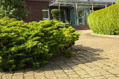 Photo of Beautiful green juniper shrub growing outdoors, space for text. Gardening and landscaping