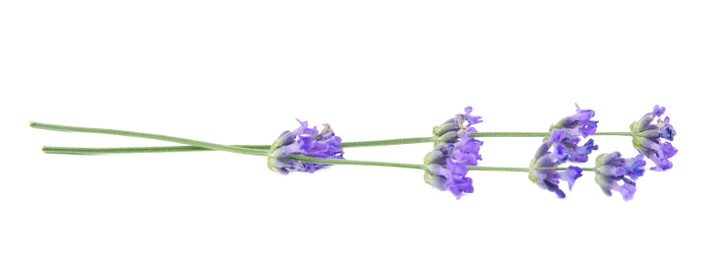 Photo of Beautiful tender lavender flowers on white background