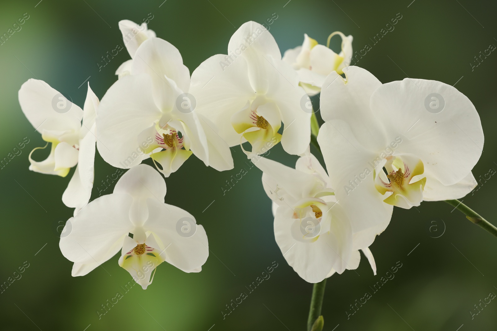 Photo of Branch with beautiful orchid flowers on blurred background, closeup