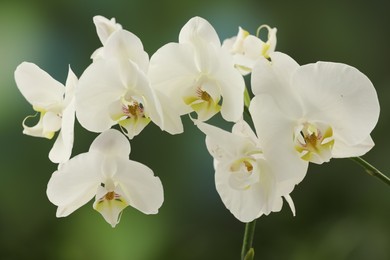 Branch with beautiful orchid flowers on blurred background, closeup