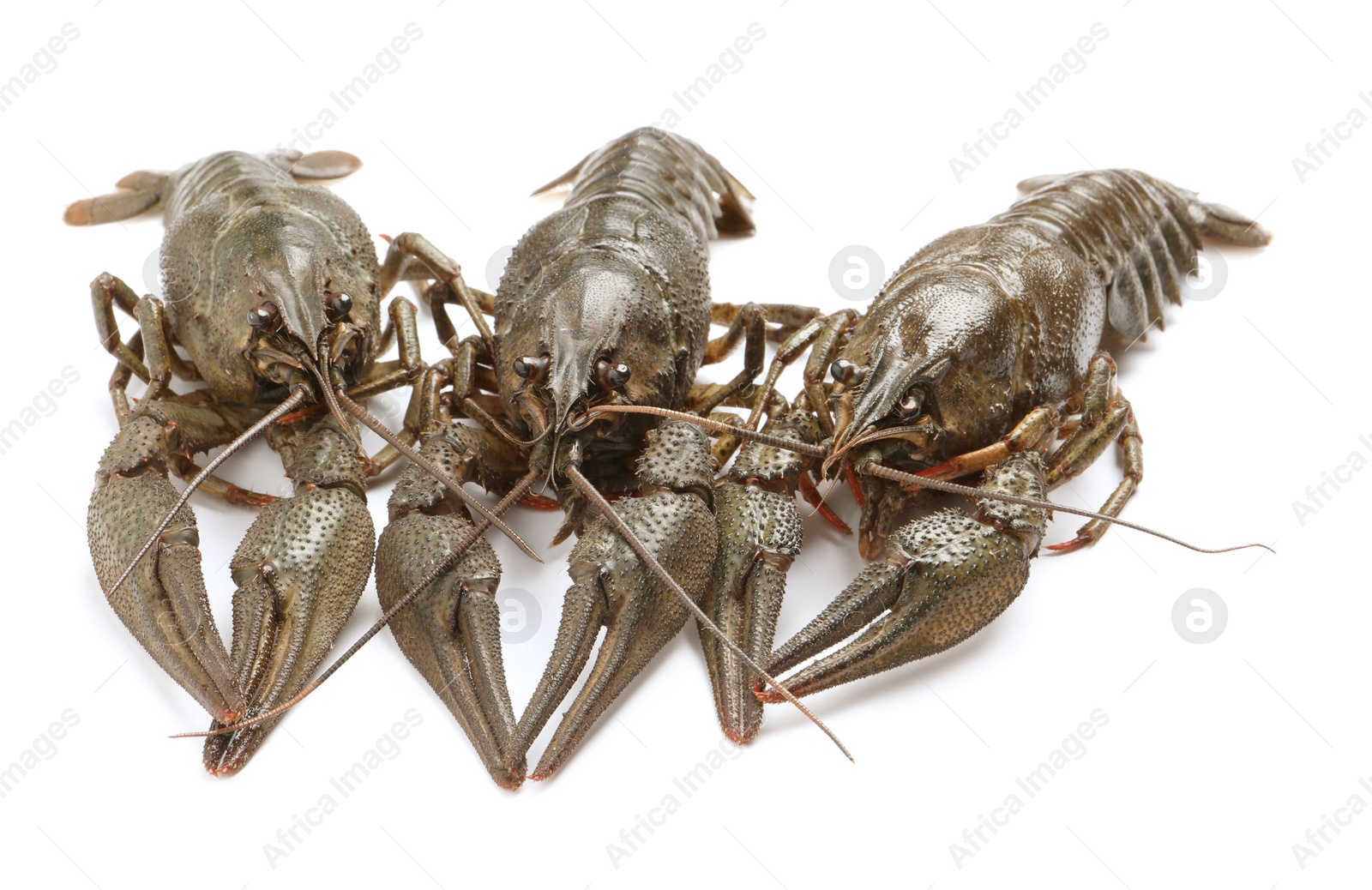 Photo of Many fresh raw crayfishes on white background