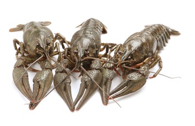 Photo of Many fresh raw crayfishes on white background