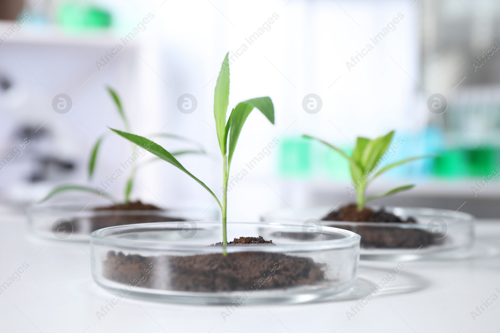 Photo of Green plants with soil in Petri dishes on table in laboratory. Biological chemistry