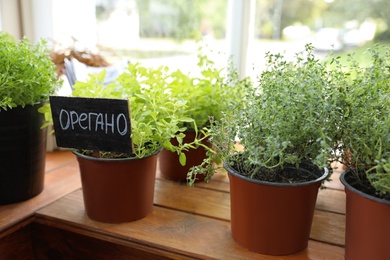 Photo of Fresh potted home plants on wooden window sill