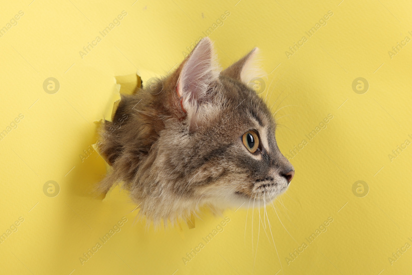 Photo of Cute cat looking through hole in yellow paper