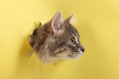 Photo of Cute cat looking through hole in yellow paper