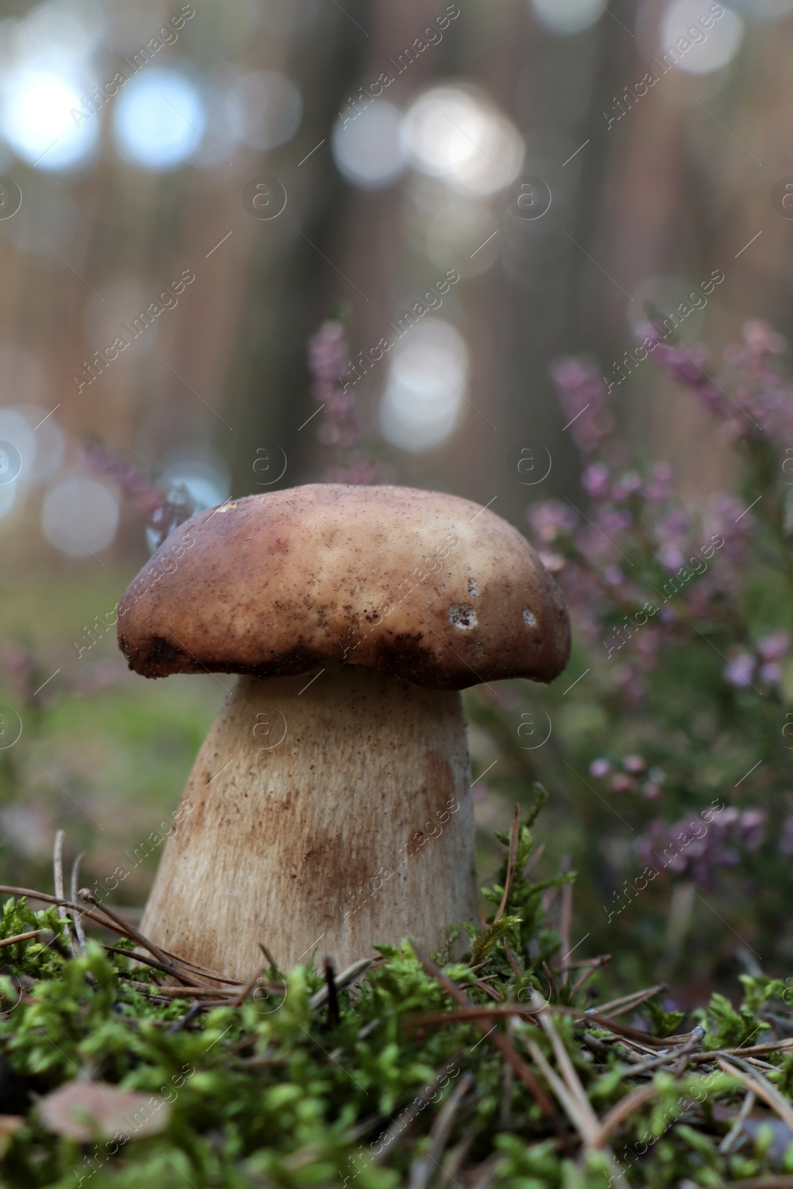 Photo of Beautiful porcini mushroom growing in forest on autumn day