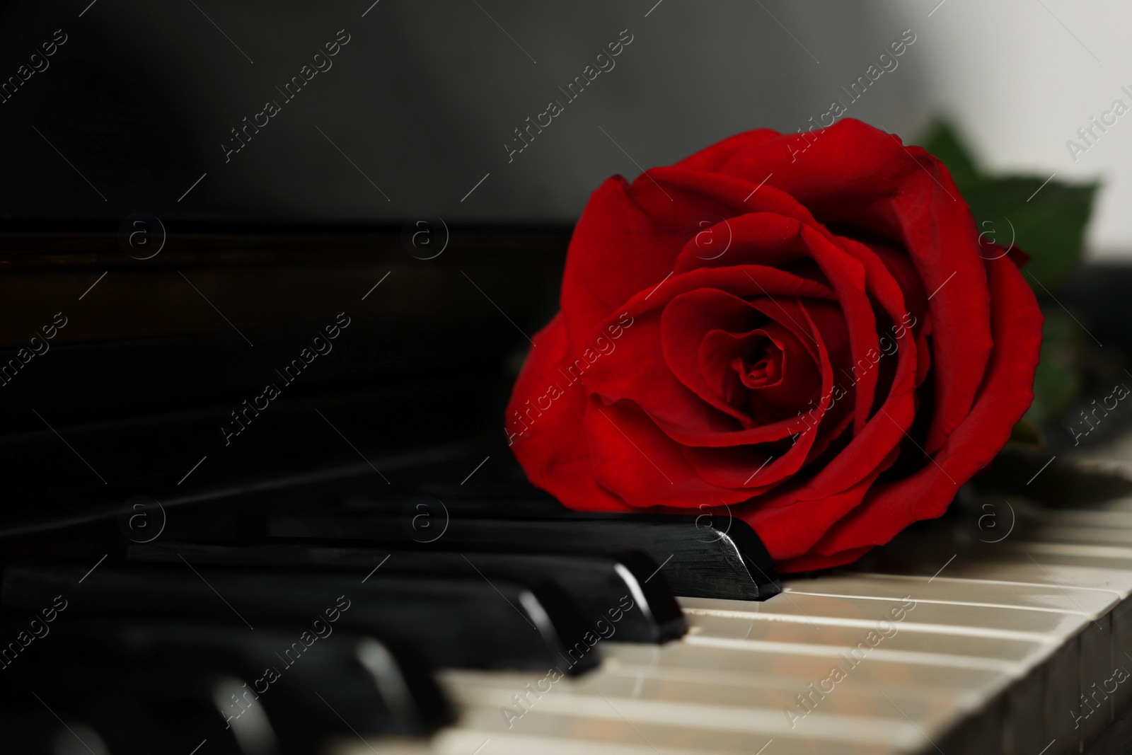 Photo of Beautiful red rose on piano keys, closeup. Space for text