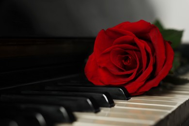Photo of Beautiful red rose on piano keys, closeup. Space for text