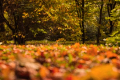 Photo of Blurred view of bright leaves in forest on autumn day