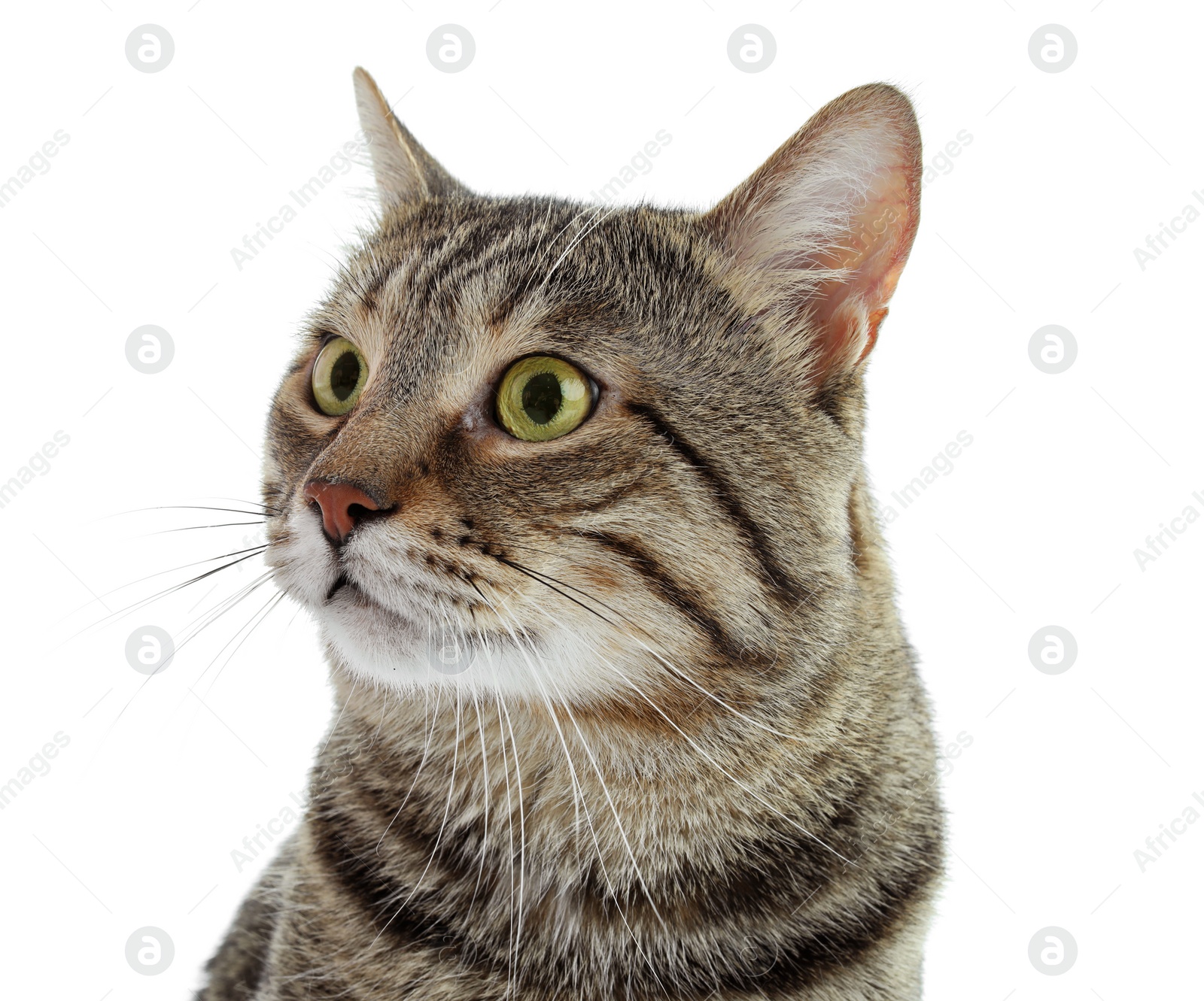 Photo of Cute cat on white background. Lovely pet