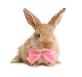 Photo of Adorable furry Easter bunny with cute bow tie on white background