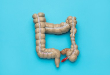 Photo of Anatomical model of large intestine on turquoise background, top view