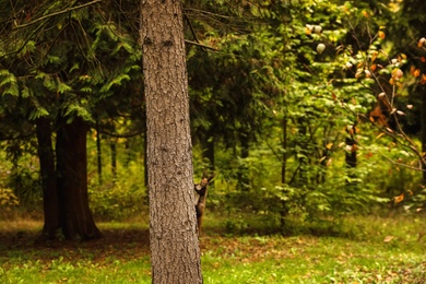 Photo of Cute squirrel on tree in forest on autumn day