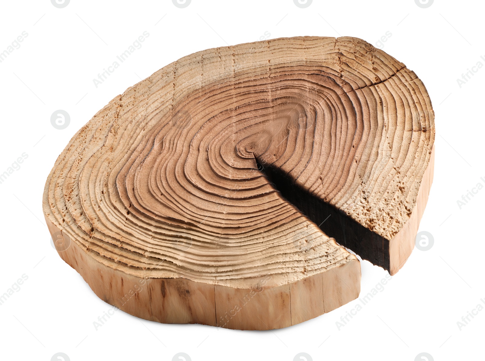 Photo of Cracked tree stump as decorative stand isolated on white