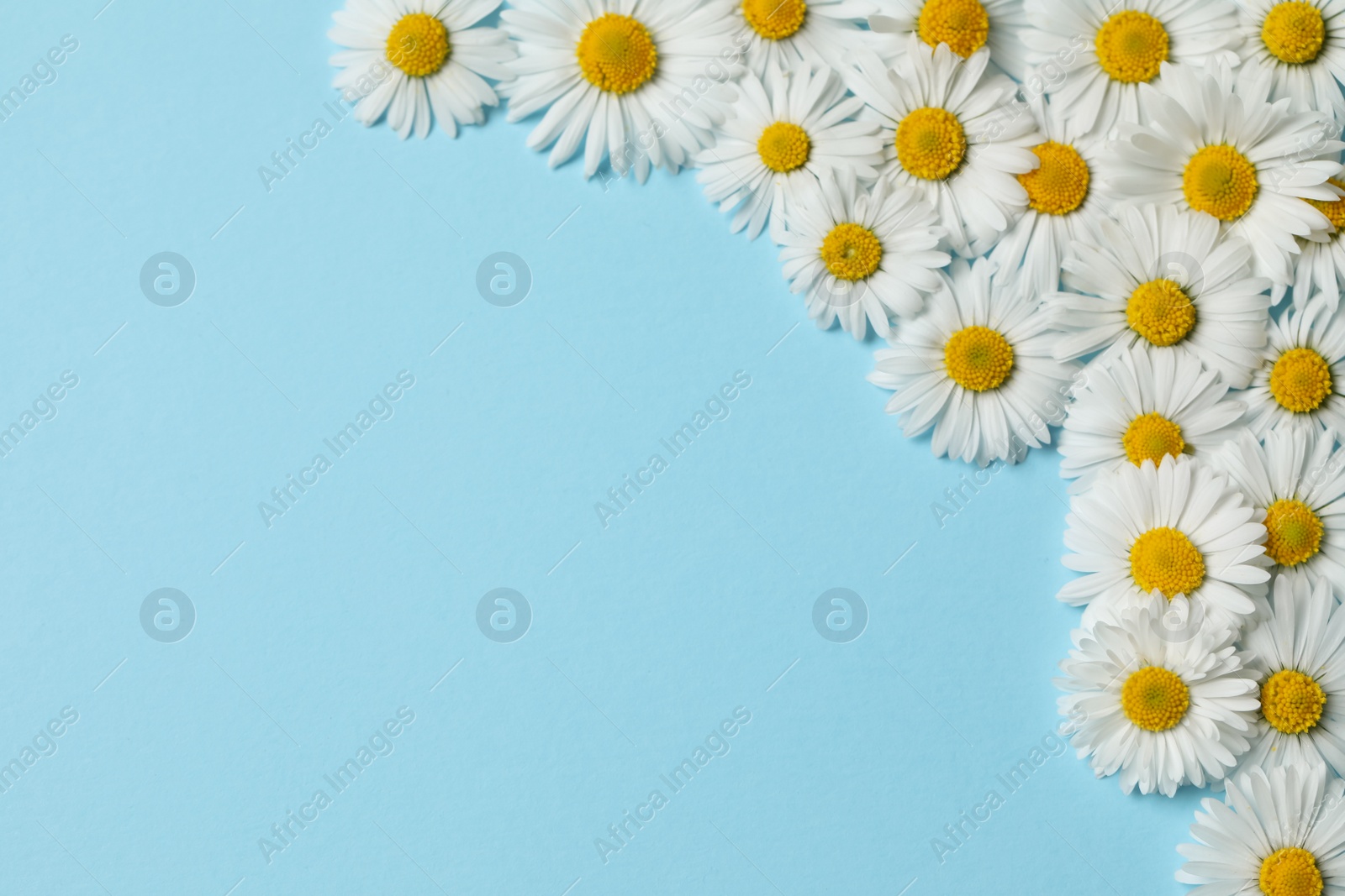 Photo of Many beautiful daisy flowers on light blue background, flat lay. Space for text