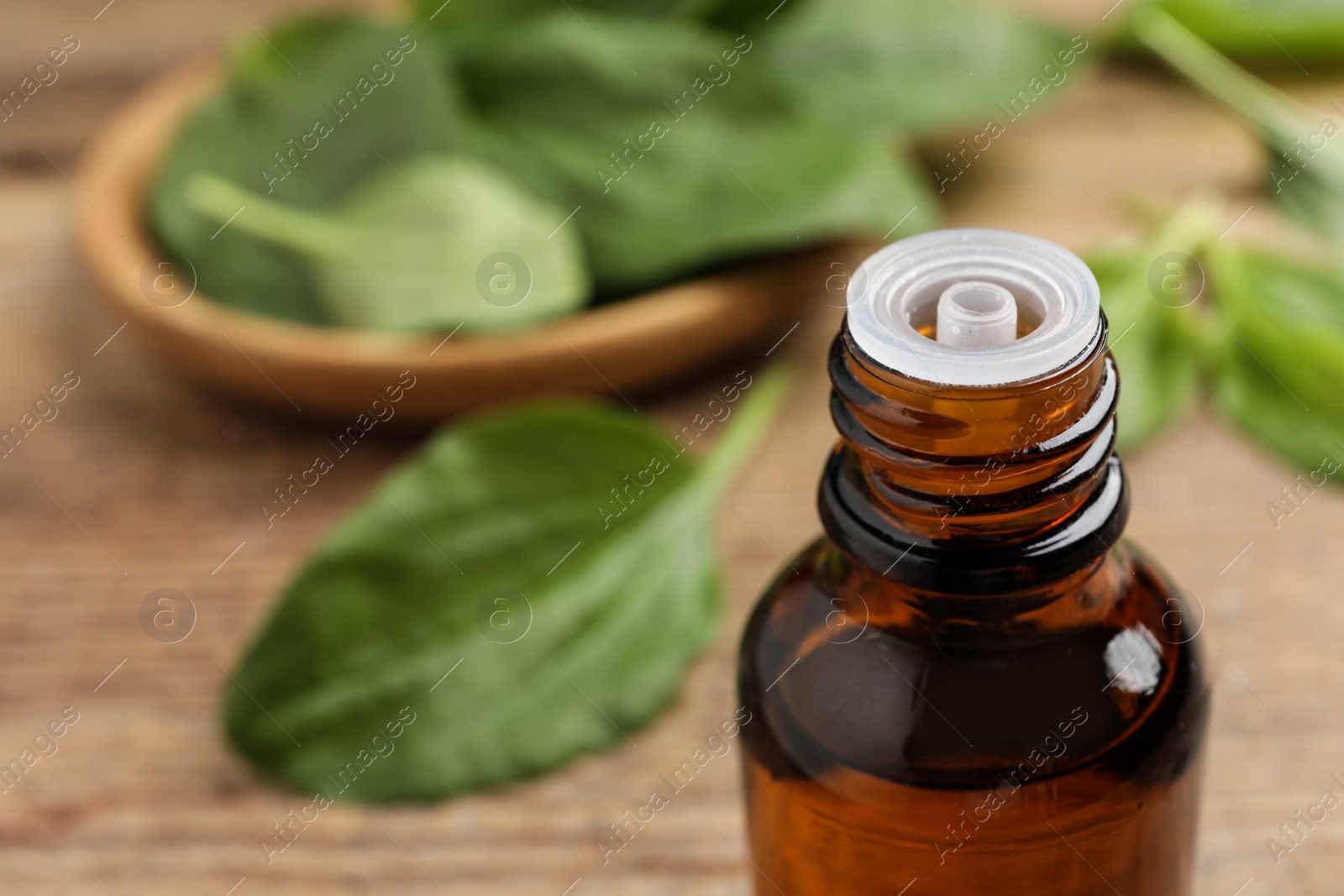 Photo of Bottle of broadleaf plantain extract, closeup. Space for text