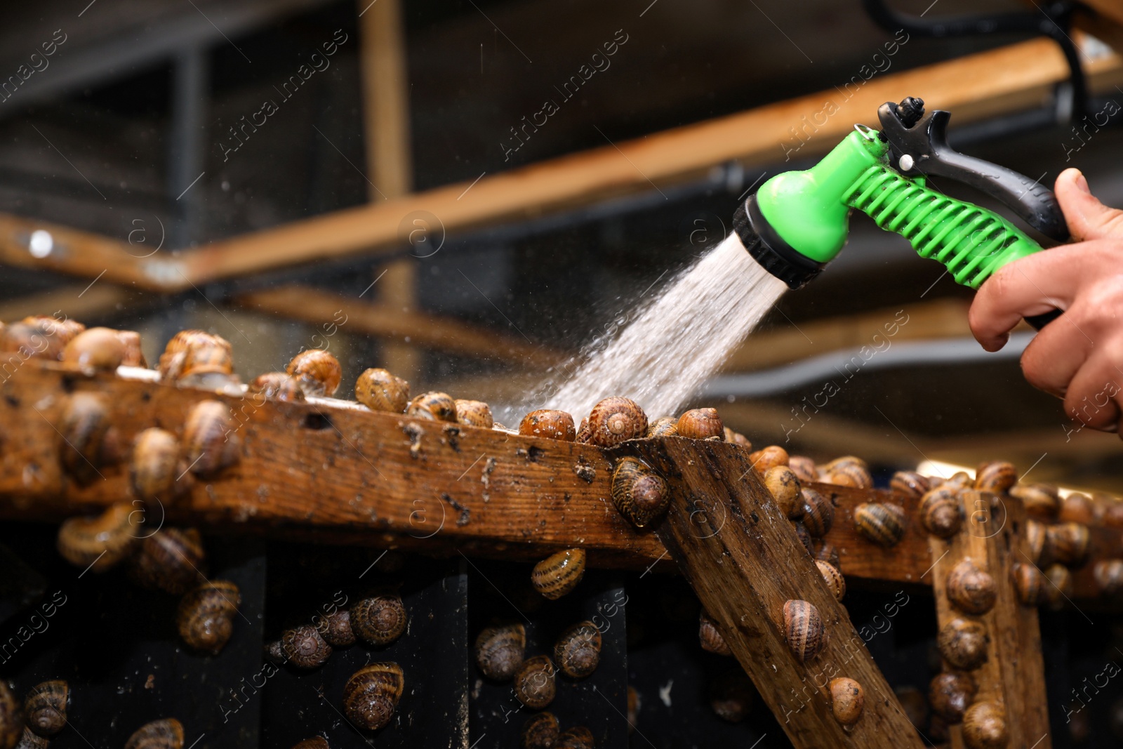 Photo of Worker washing snails on farm, closeup view