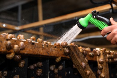 Worker washing snails on farm, closeup view