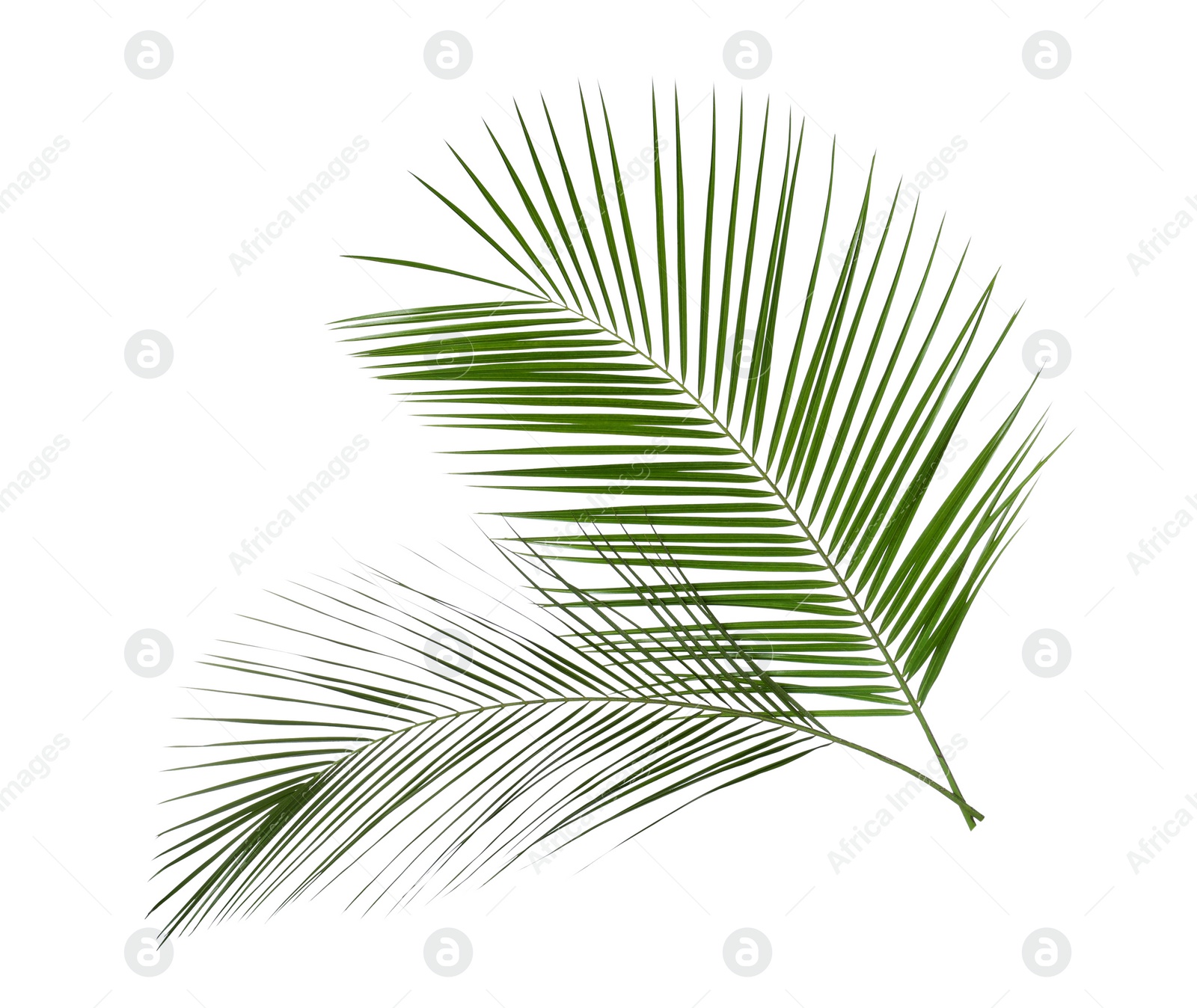 Photo of Beautiful lush tropical leaves isolated on white