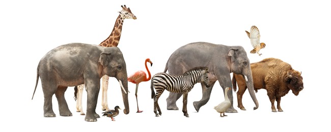 Image of Group of different wild animals on white background, collage