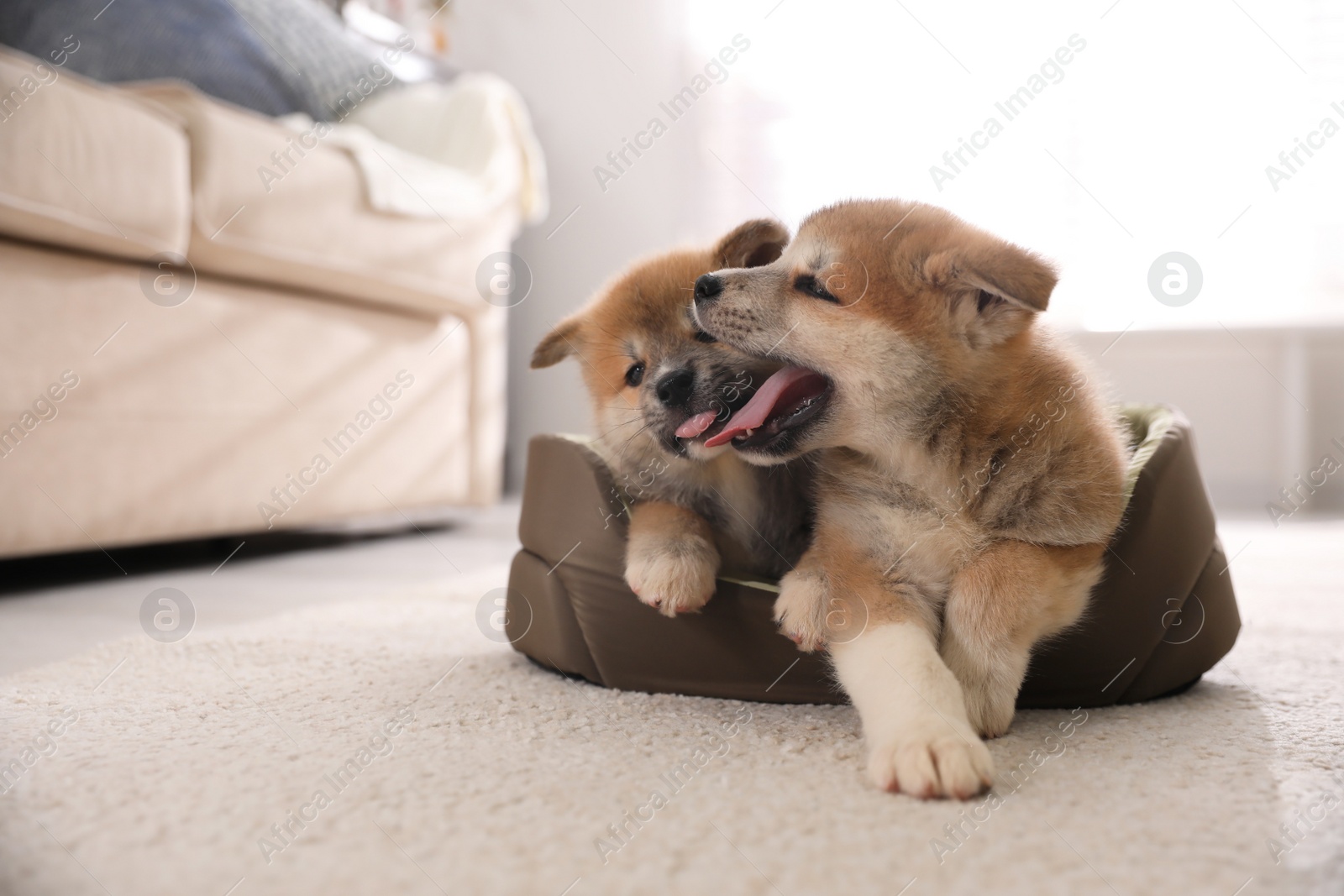 Photo of Adorable Akita Inu puppies in dog bed indoors