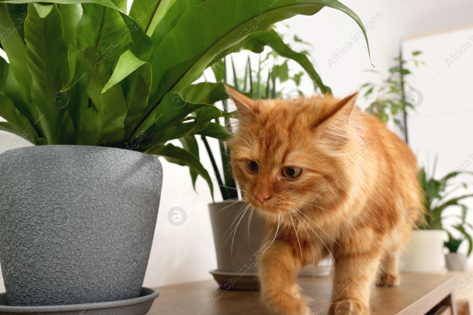 Photo of Adorable cat near green houseplants on wooden table at home