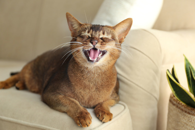 Photo of Beautiful Abyssinian cat on sofa at home. Lovely pet