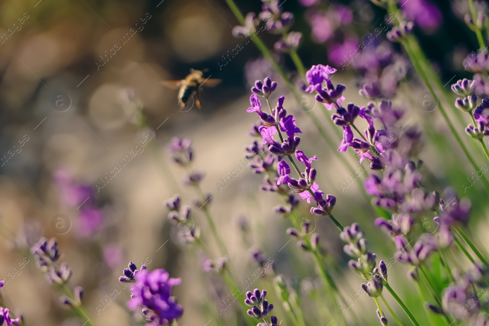 Photo of Closeup view of beautiful lavender in field on sunny day