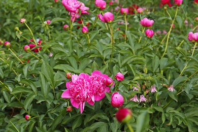 Photo of Beautiful peony plants with pink flowers and buds outdoors