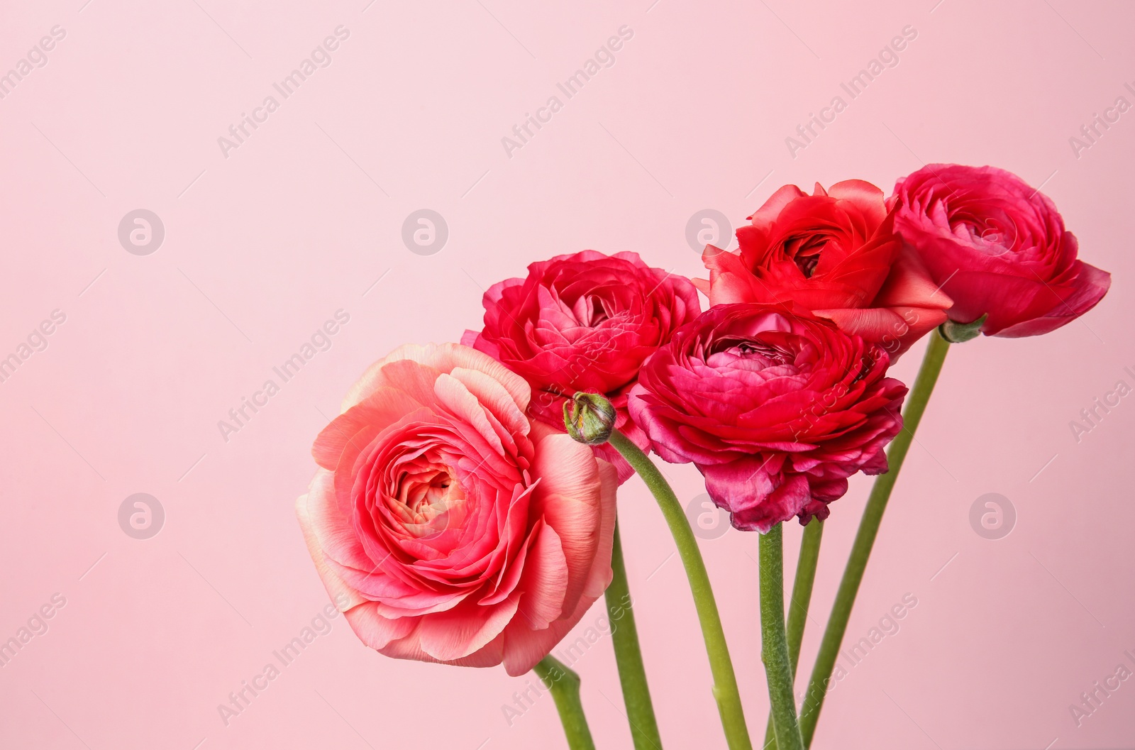 Photo of Beautiful ranunculus flowers on color background