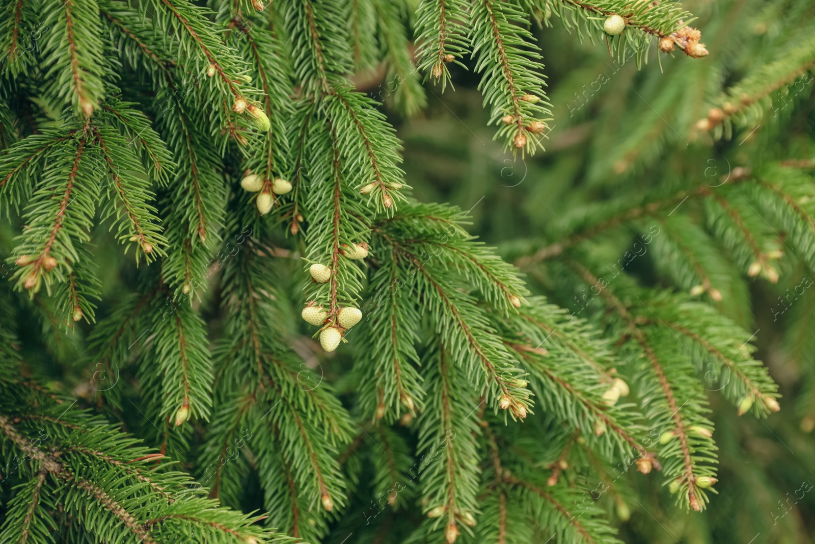 Photo of Green branches of beautiful conifer tree with small cones outdoors, closeup