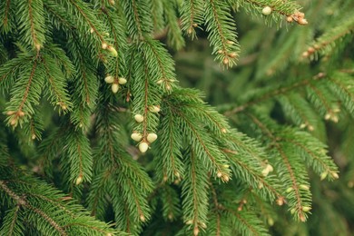 Green branches of beautiful conifer tree with small cones outdoors, closeup